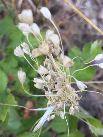 Allium flavum, photographed by Елена Патерикина