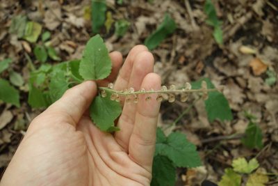 Scutellaria altissima, photographed by Aleksei Baushev