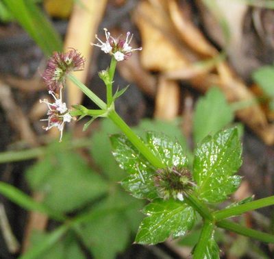 Sanicula elata, photographed by Nicola van Berkel