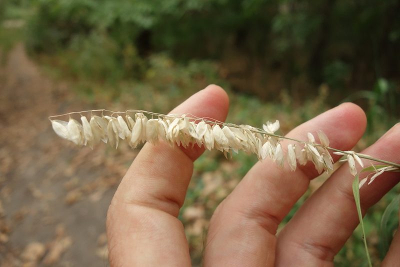 Melica altissima, photographed by Aleksei Baushev