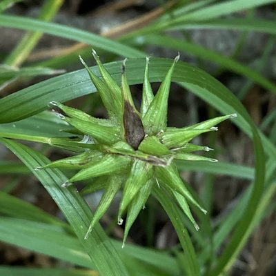 Carex grayi, photographed by Christopher Zacharias