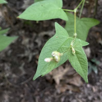 Persicaria arifolia, photographed by Christopher Zacharias
