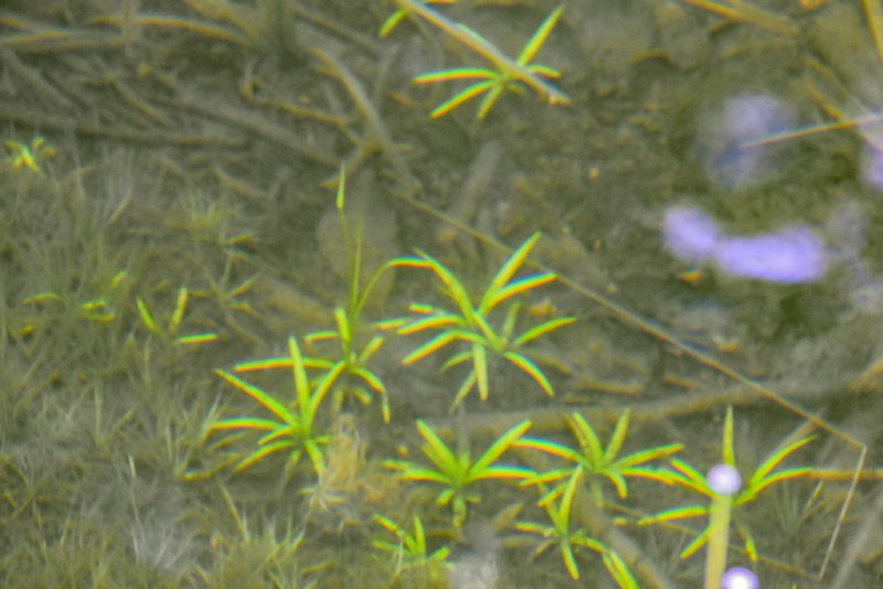 Lobelia dortmanna, photographed by Jay Pruett