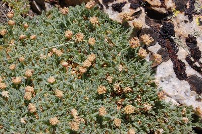 Podistera nevadensis, photographed by marek