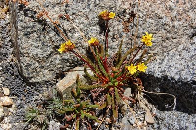 Potentilla lycopodioides, photographed by marek