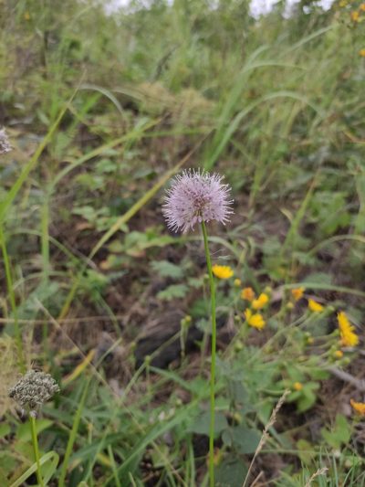 Allium splendens, photographed by Юлия