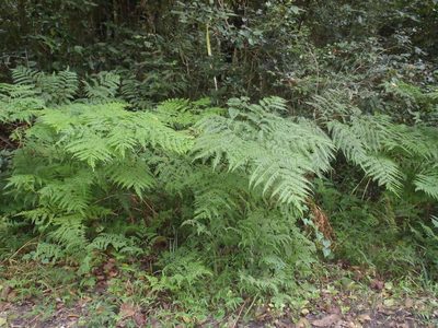 Pteris buchananii, photographed by Nicola van Berkel