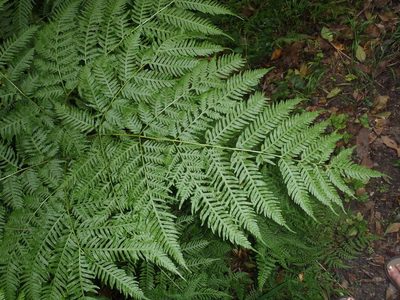 Pteris buchananii, photographed by Nicola van Berkel
