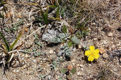 Potentilla breweri, photographed by marek