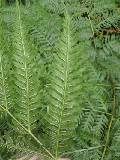 Pteris buchananii, photographed by Nicola van Berkel