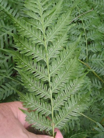Pteris buchananii, photographed by Nicola van Berkel