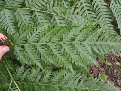 Pteris buchananii, photographed by Nicola van Berkel