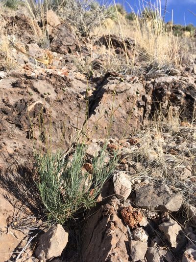 Thelesperma longipes, photographed by Cecelia Alexander