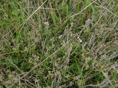 Thymus kosteleckyanus, photographed by Gabriel Mayrhofer
