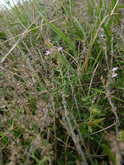 Thymus kosteleckyanus, photographed by Gabriel Mayrhofer