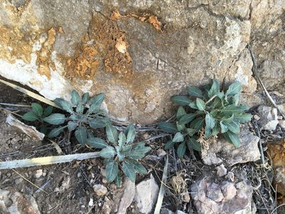 Oenothera brachycarpa, photographed by Cecelia Alexander