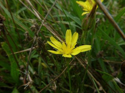 Scorzonera cana, photographed by Gabriel Mayrhofer