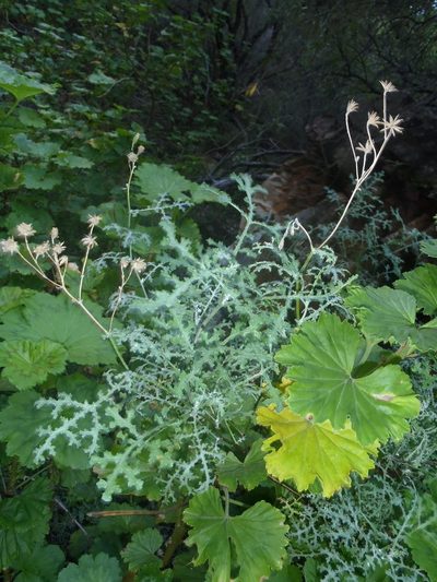 Senecio erysimoides, photographed by Nicola van Berkel
