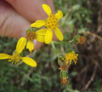 Senecio erysimoides, photographed by Nicola van Berkel