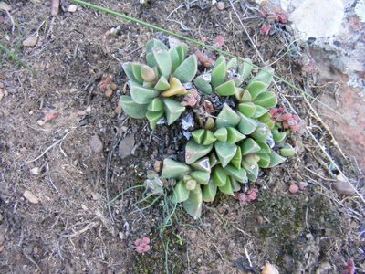 Machairophyllum brevifolium, photographed by James Deacon