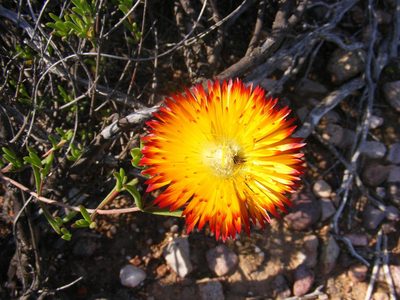 Drosanthemum bicolor, photographed by James Deacon
