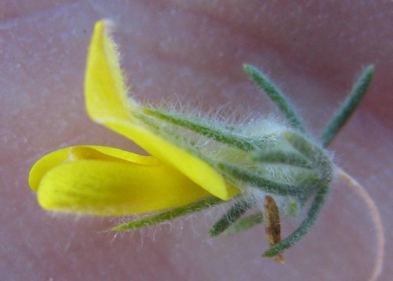 Aspalathus puberula, photographed by douglaseustonbrown
