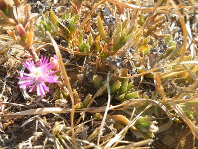 Ruschia pulvinaris, photographed by Antoinette Eyssell Knox