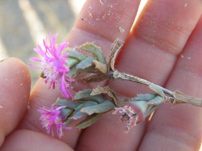 Ruschia pulvinaris, photographed by Antoinette Eyssell Knox