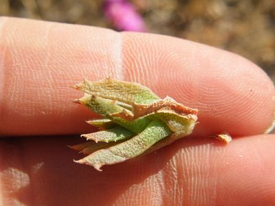 Ruschia pulvinaris, photographed by Antoinette Eyssell Knox