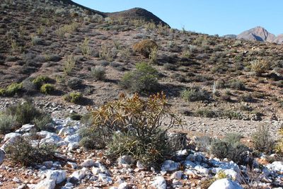 Aloidendron ramosissimum, photographed by Tony Rebelo
