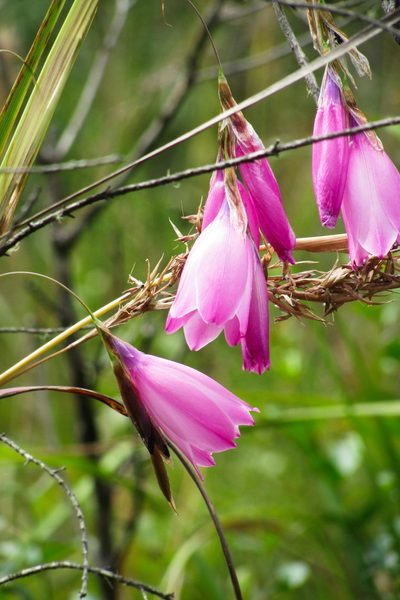 Dierama pulcherrimum, photographed by magriet b
