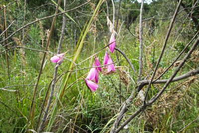 Dierama pulcherrimum, photographed by magriet b