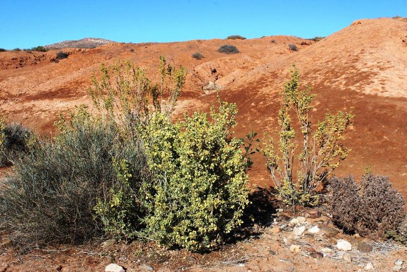 Zygophyllum prismatocarpum, photographed by Tony Rebelo
