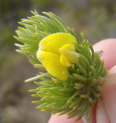 Aspalathus setacea, photographed by Nicola van Berkel