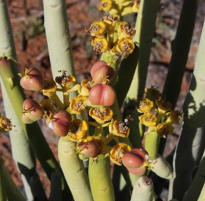 Euphorbia stolonifera, photographed by Tony Rebelo