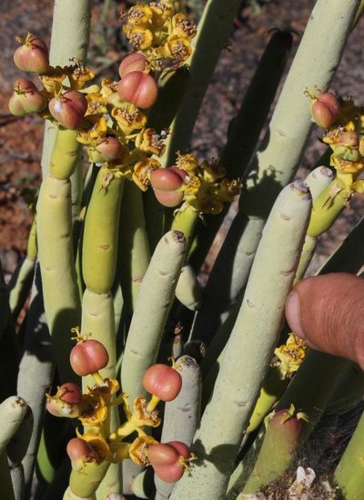 Euphorbia stolonifera, photographed by Tony Rebelo