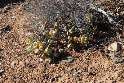 Mesembryanthemum sladenianum, photographed by Tony Rebelo