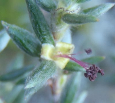 Cliffortia dispar, photographed by Nicola van Berkel