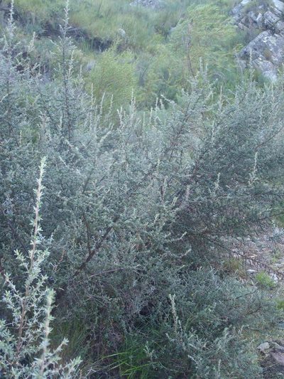 Cliffortia dispar, photographed by Nicola van Berkel