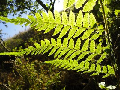 Dryopteris inaequalis, photographed by M Kriek