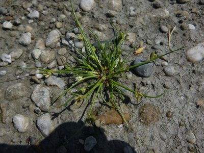 Cyperus pannonicus, photographed by Gabriel Mayrhofer