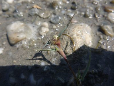 Sporobolus aculeatus, photographed by Gabriel Mayrhofer