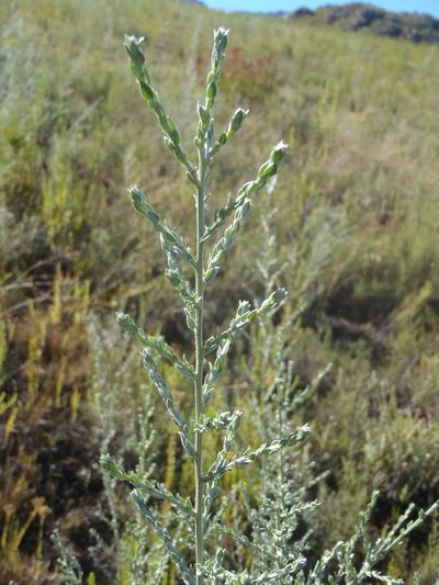 Amphithalea parvifolia, photographed by Nicola van Berkel