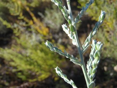 Amphithalea parvifolia, photographed by Nicola van Berkel