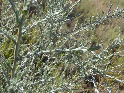 Amphithalea parvifolia, photographed by Nicola van Berkel