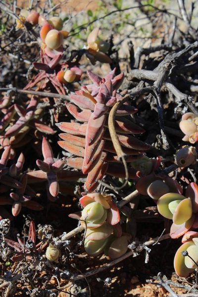 Crassula grisea, photographed by Tony Rebelo