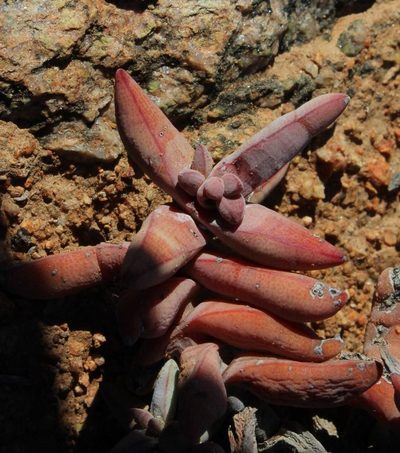 Crassula grisea, photographed by Tony Rebelo