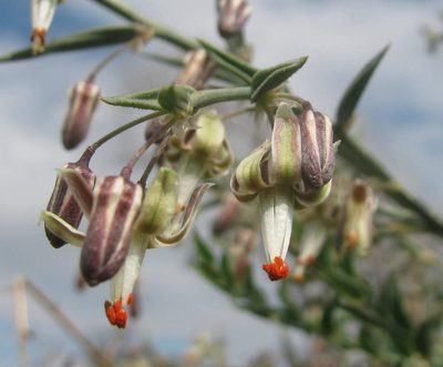 Asparagus undulatus, photographed by douglaseustonbrown