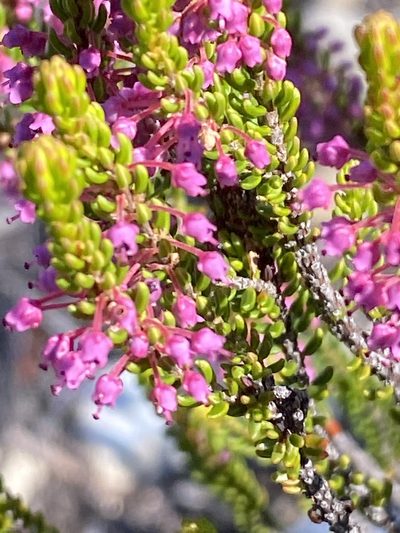 Erica curtophylla, photographed by Christina
