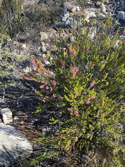 Erica curtophylla, photographed by Christina